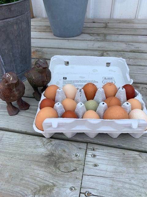 Gårdsägg